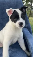 Rocky, a male Australian Cattle Dog and Border Collie for sale in Hillsboro, WI – 2 of 5