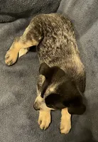 Roxy, a female Australian Cattle Dog for sale in Hillsboro, WI – 4 of 5