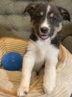 Dakota , a female Australian Cattle Dog and Border Collie for sale in Hillsboro, WI – 5 of 6