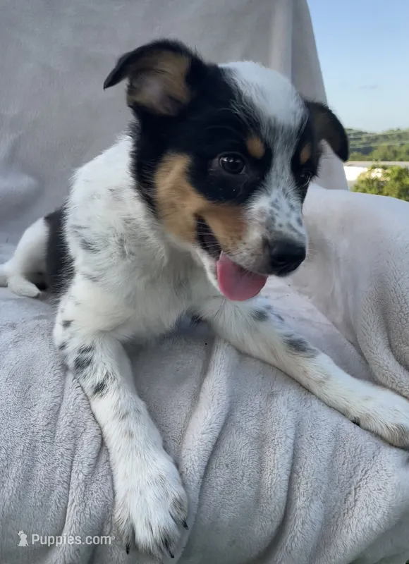 Olivia  – Australian Cattle Dog puppy for sale in Hillsboro, WI
