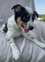 Olivia , a male Australian Cattle Dog for sale in Hillsboro, WI – 1 of 5