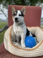 Skippy , a male Australian Cattle Dog for sale in Hillsboro, WI – 2 of 5