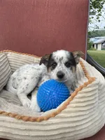 Trixie, a female Australian Cattle Dog for sale in Hillsboro, WI – 2 of 5
