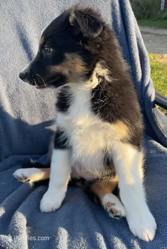 Sadie – Australian Shepherd puppy for sale in Hillsboro, WI