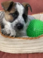 Red, a male Australian Cattle Dog for sale in Hillsboro, WI – 4 of 5