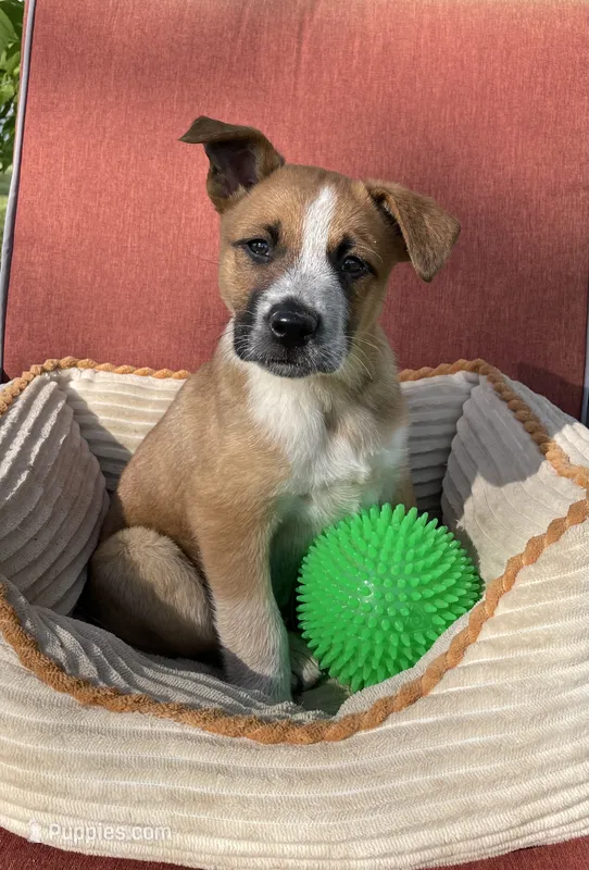 Hunter – Australian Cattle Dog, Mountain Cur puppy for sale in Hillsboro, WI