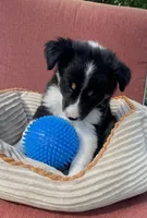 Colt, a male Australian Cattle Dog and Border Collie for sale in Hillsboro, WI – 3 of 9