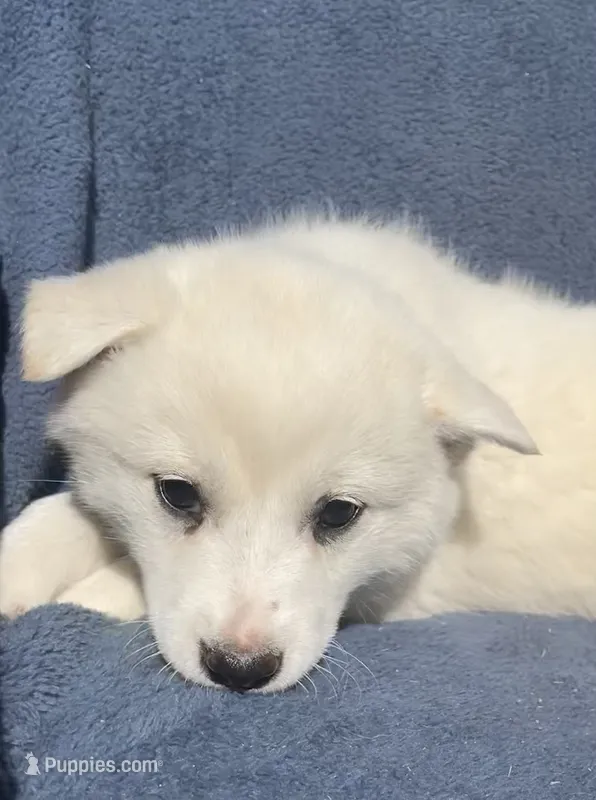 Sugar – Shiba Inu puppy for sale in Hillsboro, WI