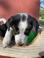Buck, a male Australian Cattle Dog and Mountain Cur for sale in Hillsboro, WI – 4 of 5