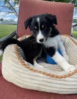 Colt, a male Australian Cattle Dog and Border Collie for sale in Hillsboro, WI – 7 of 9