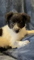 Millie, a female American Eskimo and Jack Russell Terrier for sale in Hillsboro, WI – 7 of 10