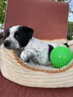 Kiki, a female Australian Cattle Dog for sale in Hillsboro, WI – 2 of 5