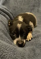 Banjo, a male Australian Cattle Dog for sale in Hillsboro, WI – 2 of 5