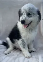 Ollie, a male Australian Cattle Dog for sale in Hillsboro, WI – 4 of 7