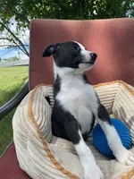 Remi, a male Australian Cattle Dog and Border Collie for sale in Hillsboro, WI – 3 of 8