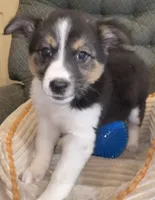 Annie , a female Australian Cattle Dog and Border Collie for sale in Hillsboro, WI – 6 of 7