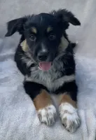 Sammy, a male Australian Cattle Dog for sale in Hillsboro, WI – 2 of 6