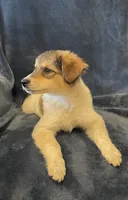 Gabby, a female American Eskimo and Jack Russell Terrier for sale in Hillsboro, WI – 6 of 10
