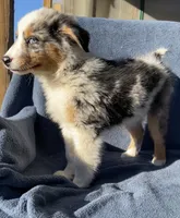 Blue, a male Australian Shepherd for sale in Hillsboro, WI – 3 of 5