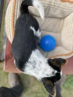 Skippy , a male Australian Cattle Dog for sale in Hillsboro, WI – 5 of 5