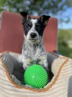 Cheyenne , a female Australian Cattle Dog and Mountain Cur for sale in Hillsboro, WI – 2 of 5