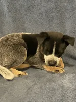 Koda, a female Australian Cattle Dog for sale in Hillsboro, WI – 5 of 5