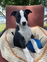 Remi, a male Australian Cattle Dog and Border Collie for sale in Hillsboro, WI – 2 of 8