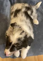Abigail, a female Australian Shepherd for sale in Hillsboro, WI – Photo 6 of 6