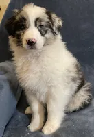 Abigail, a female Australian Shepherd for sale in Hillsboro, WI – Photo 3 of 6