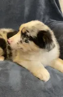 Abigail, a female Australian Shepherd for sale in Hillsboro, WI – Photo 2 of 6