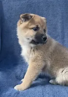 Teddy, a male Shiba Inu for sale in Hillsboro, WI – 5 of 5