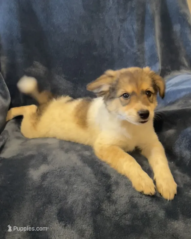 Gabby – American Eskimo, Jack Russell Terrier puppy for sale in Hillsboro, WI