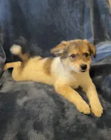 Gabby, a female American Eskimo and Jack Russell Terrier for sale in Hillsboro, WI – 1 of 10