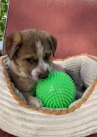 Coco, a female Australian Cattle Dog for sale in Hillsboro, WI – 2 of 5