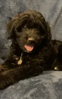Fin, a male English Shepherd and Poodle - Miniature  for sale in Hillsboro, WI – 6 of 6