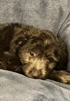 Hazel , a female English Shepherd and Poodle - Miniature  for sale in Hillsboro, WI – 3 of 6
