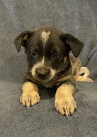 Banjo, a male Australian Cattle Dog for sale in Hillsboro, WI – 1 of 5