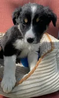 Colt, a male Australian Cattle Dog and Border Collie for sale in Hillsboro, WI – 2 of 9