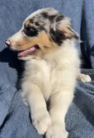 Bandit, a male Australian Shepherd for sale in Hillsboro, WI – 4 of 5