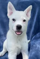 Ace, a male Australian Cattle Dog and Border Collie for sale in Hillsboro, WI – 4 of 6