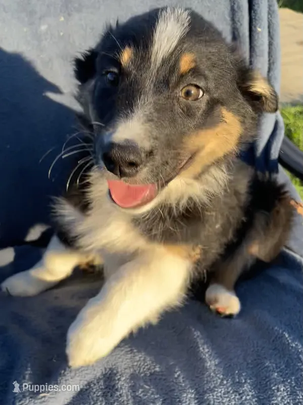Sadie – Australian Shepherd puppy for sale in Hillsboro, WI