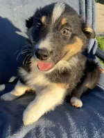 Sadie, a female Australian Shepherd for sale in Hillsboro, WI – 1 of 5