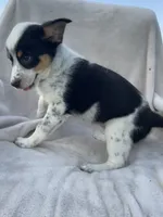 Olivia , a male Australian Cattle Dog for sale in Hillsboro, WI – 4 of 5