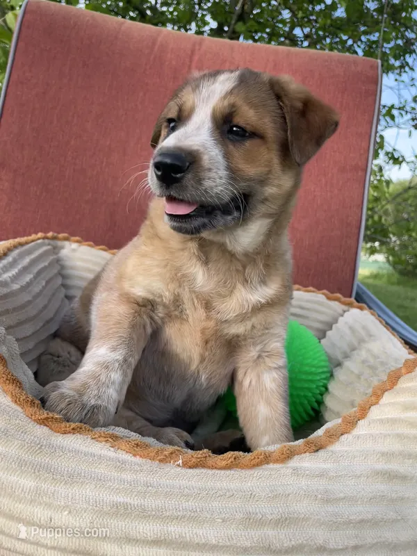 Coco – Australian Cattle Dog puppy for sale in Hillsboro, WI