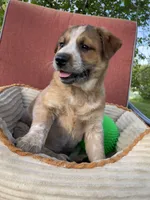 Coco, a female Australian Cattle Dog for sale in Hillsboro, WI – 1 of 5
