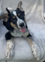 Benny, a male Australian Cattle Dog for sale in Hillsboro, WI – 2 of 5
