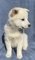 Mochi, a male Shiba Inu for sale in Hillsboro, WI – 6 of 6