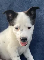 Ranger, a male Australian Cattle Dog and Border Collie for sale in Hillsboro, WI – 6 of 8