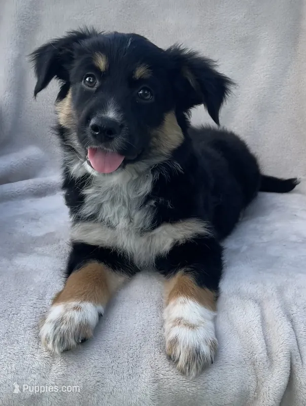 Sammy – Australian Cattle Dog puppy for sale in Hillsboro, WI