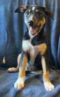 Cody, a male Australian Cattle Dog and Border Collie for sale in Hillsboro, WI – 2 of 5
